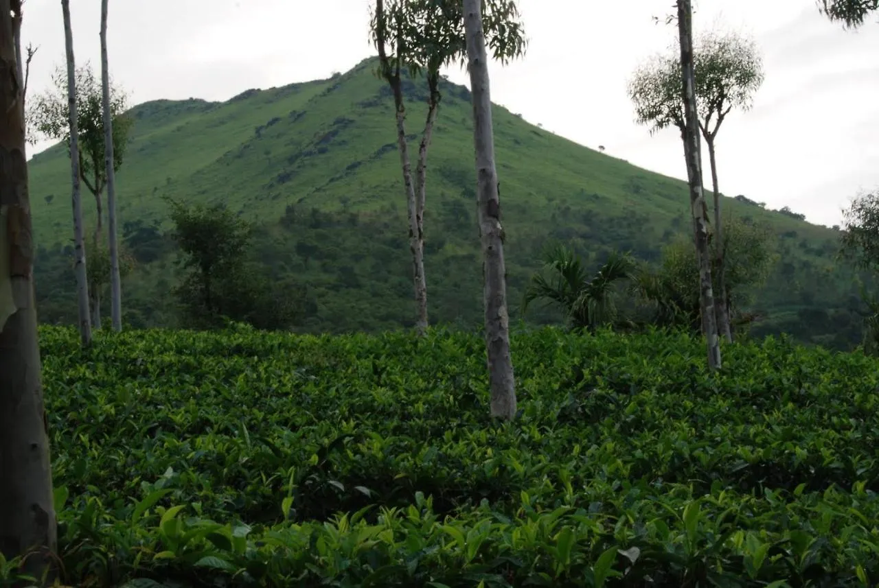 Tea Terrace Vythiri Hotel Wayanad Resort